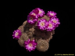 Sulcorebutia albissima HS24 2110